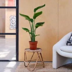 Bird Of Paradise House Plant -Elements Bathroom Deals Store 30875302