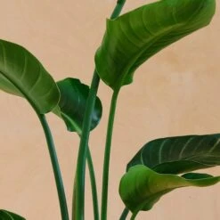 Bird Of Paradise House Plant -Elements Bathroom Deals Store 30875302 alt01