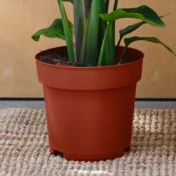 Bird Of Paradise House Plant -Elements Bathroom Deals Store 30875316 alt02
