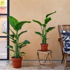 Bird Of Paradise House Plant -Elements Bathroom Deals Store 30875316 alt03