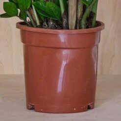 ZZ House Plant -Elements Bathroom Deals Store 30875342 alt02