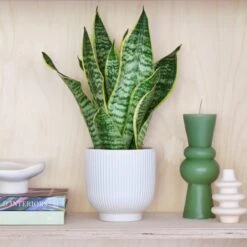 Snake House Plant In Ribbed Pot -Elements Bathroom Deals Store 30875364