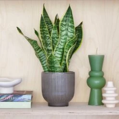 Snake House Plant In Ribbed Pot -Elements Bathroom Deals Store 30875365