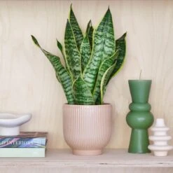 Snake House Plant In Ribbed Pot
