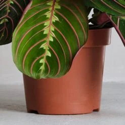 Prayer House Plant -Elements Bathroom Deals Store 30875373 alt02