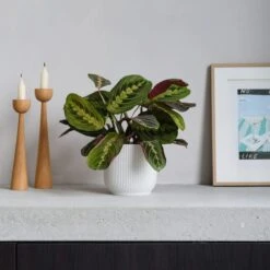 Prayer House Plant In Elho Pot -Elements Bathroom Deals Store 30875374