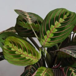 Prayer House Plant In Elho Pot -Elements Bathroom Deals Store 30875374 alt01