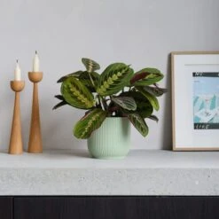 Prayer House Plant In Elho Pot -Elements Bathroom Deals Store 30875376