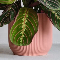 Prayer House Plant In Elho Pot -Elements Bathroom Deals Store 30875377 alt02