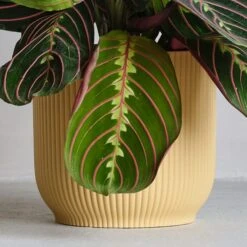 Prayer House Plant In Elho Pot -Elements Bathroom Deals Store 30875378 alt02