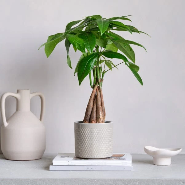 Money Tree House Plant In Capri Pot 14 Money Tree House Plant In Capri Pot - Image 14