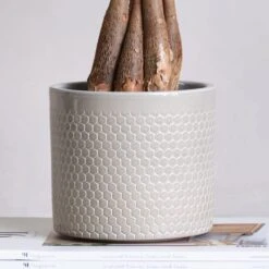 Money Tree House Plant In Capri Pot 35 Money Tree House Plant In Capri Pot -Elements Bathroom Deals Store 30875417 alt02