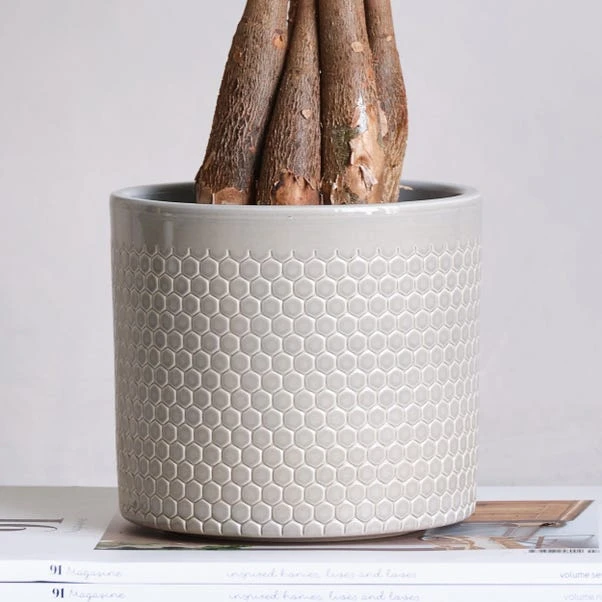 Money Tree House Plant In Capri Pot 16 Money Tree House Plant In Capri Pot - Image 16