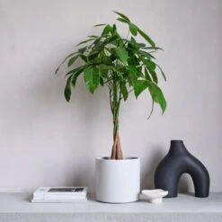 Money Tree House Plant In Capri Pot 29 Money Tree House Plant In Capri Pot -Elements Bathroom Deals Store 30875439