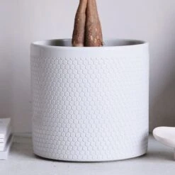 Money Tree House Plant In Capri Pot 31 Money Tree House Plant In Capri Pot -Elements Bathroom Deals Store 30875439 alt02