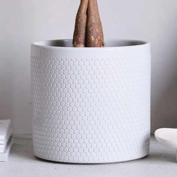 Money Tree House Plant In Capri Pot 12 Money Tree House Plant In Capri Pot - Image 12