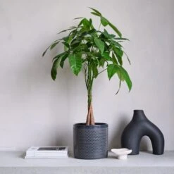 Money Tree House Plant In Capri Pot 25 Money Tree House Plant In Capri Pot -Elements Bathroom Deals Store 30875441