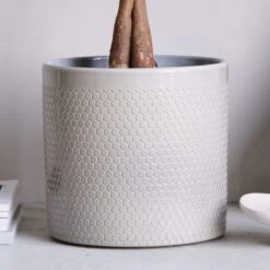 Money Tree House Plant In Capri Pot 22 Money Tree House Plant In Capri Pot -Elements Bathroom Deals Store 30875443 alt02