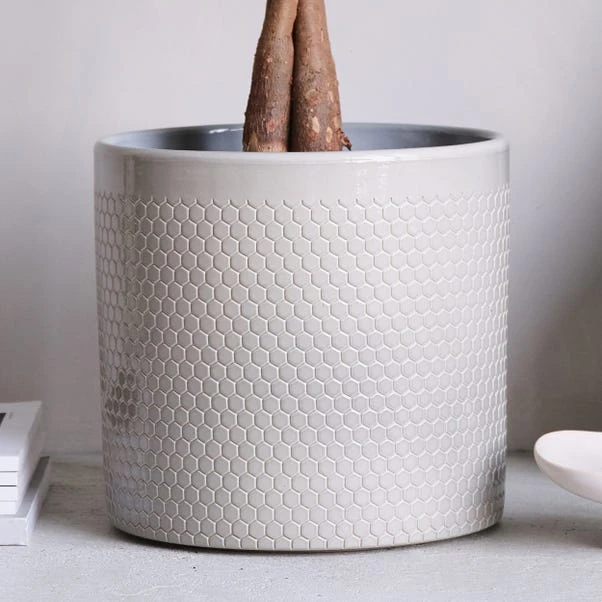 Money Tree House Plant In Capri Pot 3 Money Tree House Plant In Capri Pot - Image 3