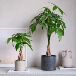 Money Tree House Plant In Capri Pot 23 Money Tree House Plant In Capri Pot -Elements Bathroom Deals Store 30875443 alt03