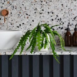 Fishbone Cactus House Plant In Elho Pot -Elements Bathroom Deals Store 30875449