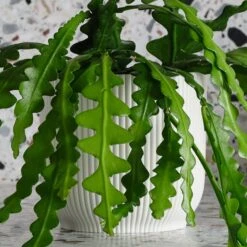 Fishbone Cactus House Plant In Elho Pot -Elements Bathroom Deals Store 30875449 alt02