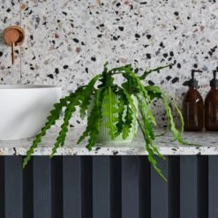 Fishbone Cactus House Plant In Elho Pot -Elements Bathroom Deals Store 30875453