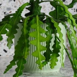 Fishbone Cactus House Plant In Elho Pot -Elements Bathroom Deals Store 30875453 alt01