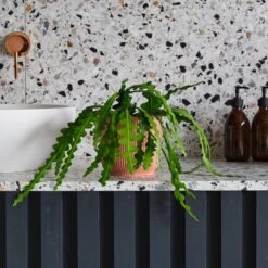 Fishbone Cactus House Plant In Elho Pot -Elements Bathroom Deals Store 30875455