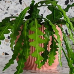 Fishbone Cactus House Plant In Elho Pot -Elements Bathroom Deals Store 30875455 alt01