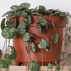 String Of Hearts House Plant -Elements Bathroom Deals Store 30875485 alt02