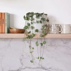 String Of Hearts House Plant In Elho Pot -Elements Bathroom Deals Store 30875487