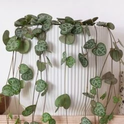 String Of Hearts House Plant In Elho Pot -Elements Bathroom Deals Store 30875487 alt02