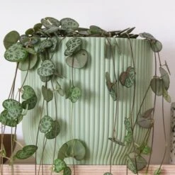 String Of Hearts House Plant In Elho Pot -Elements Bathroom Deals Store 30875491 alt02
