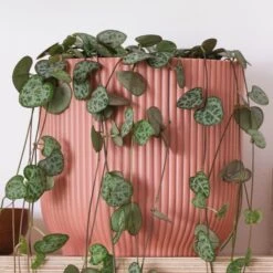 String Of Hearts House Plant In Elho Pot -Elements Bathroom Deals Store 30875493 alt02