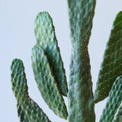 Cowboy Cactus House Plant In Elho Pot -Elements Bathroom Deals Store 30875577 alt01