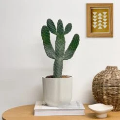 Cowboy Cactus House Plant In Elho Pot -Elements Bathroom Deals Store 30875577 alt03