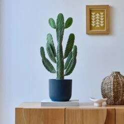 Cowboy Cactus House Plant In Elho Pot -Elements Bathroom Deals Store 30875580