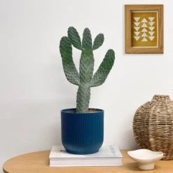 Cowboy Cactus House Plant In Elho Pot -Elements Bathroom Deals Store 30875580 alt02