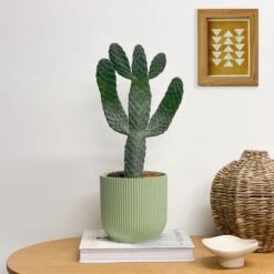 Cowboy Cactus House Plant In Elho Pot -Elements Bathroom Deals Store 30875582 alt02