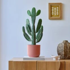 Cowboy Cactus House Plant In Elho Pot -Elements Bathroom Deals Store 30875584