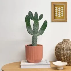 Cowboy Cactus House Plant In Elho Pot -Elements Bathroom Deals Store 30875584 alt02