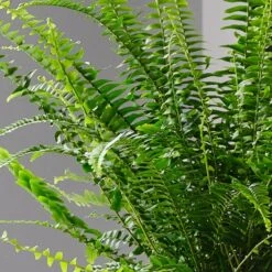 Boston Fern House Plant In Ribbed Pot -Elements Bathroom Deals Store 30875708 alt01