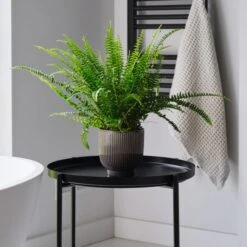 Boston Fern House Plant In Ribbed Pot -Elements Bathroom Deals Store 30875710