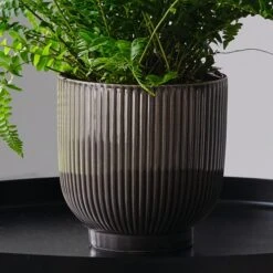 Boston Fern House Plant In Ribbed Pot -Elements Bathroom Deals Store 30875710 alt02