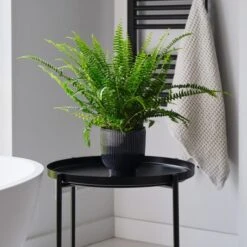 Boston Fern House Plant In Ribbed Pot -Elements Bathroom Deals Store 30875712