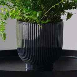 Boston Fern House Plant In Ribbed Pot -Elements Bathroom Deals Store 30875712 alt02