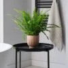 Boston Fern House Plant In Ribbed Pot