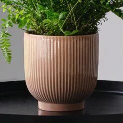 Boston Fern House Plant In Ribbed Pot -Elements Bathroom Deals Store 30875714 alt02