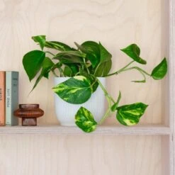 Devil's Ivy House Plant In Elho Pot -Elements Bathroom Deals Store 30875890
